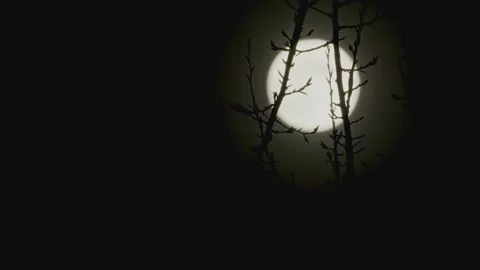 Full moon bare tree branch silhouette in complete clear dark sky focus on branch Vídeo Stock 256995544