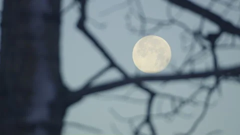 Full moon bare tree branch in soft blue sky focus on moon Vídeo Stock 256998909