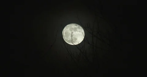Full Moon - Bare Tree Branches in Foreground Stock Footage 84017493
