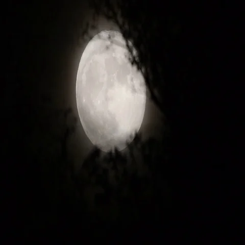 Full moon behind almost naked tree branches and twigs Stock Footage 69693989