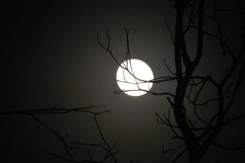 Full Moon Behind Creepy Tree Branches Halloween Spooky Witches Werewolves Stock Photos