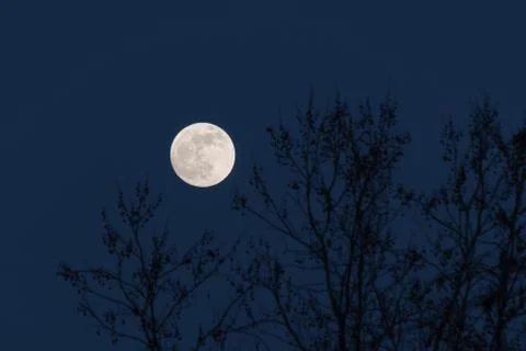 Full moon behind naked tree branches in a cold winter night Stock Photos