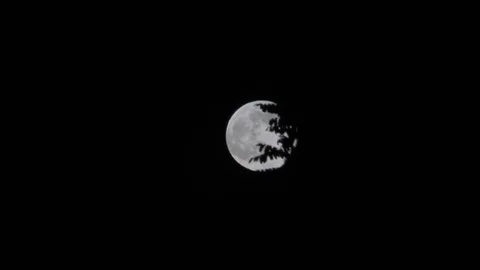 Full moon behind out-of-focus leaves waving Stock Footage 88962834