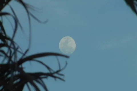Full moon behind palm trees 1 Stock Footage 697765