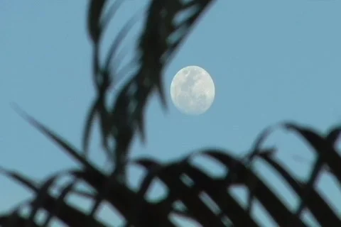Full moon behind palm trees 2 Stock Footage 697921