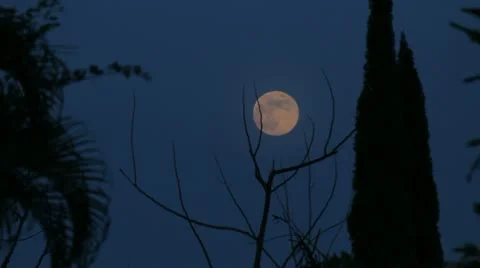 Full moon behind scary tree 2 Stock Footage 12187331