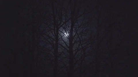 Full moon behind silhouette branches   Stock Footage 85426573