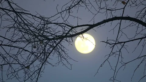 Full moon behind a silhouette of leafless tree branches in winter Stock Footage 101809608