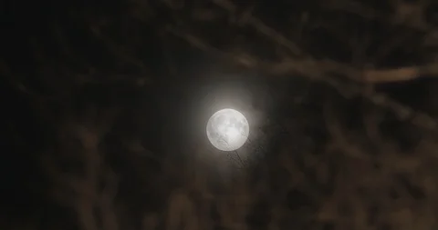 Full Moon Behind the Thicket of a Tree With Shallow Depth of Field Stock Footage