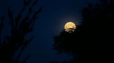 Full moon behind tree 1 Stock Footage 12186738