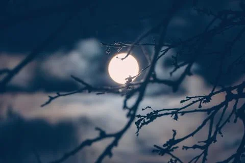 Full Moon behind tree branches at night - midnight cloudscape Stock Photos
