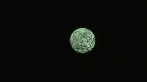 Full Moon Behind Tree Stock Footage 618631