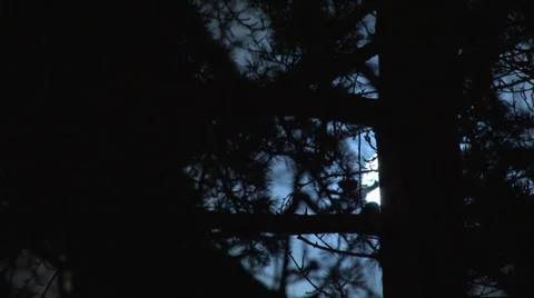 Full moon behind a tree Stock Footage 27812807