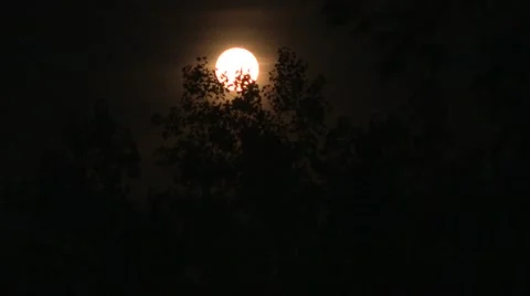Full moon behind trees Stock Footage 40975607