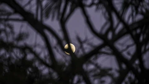 Full Moon behind Trees 스톡 동영상 143456746