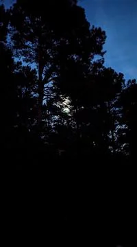 Full Moon Behind Trees 库存照片