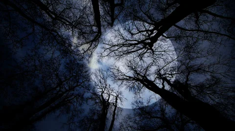 Full moon behind trees silhouette. night sky. time lapse Video stock 36185358
