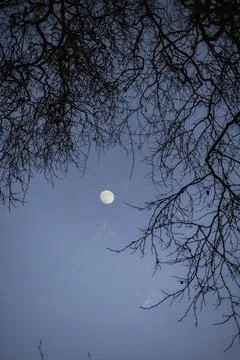 Full moon behind winter tree branches. Stock Photos