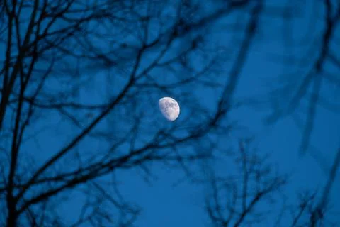 The full moon between the branches of a tree Stock Photos
