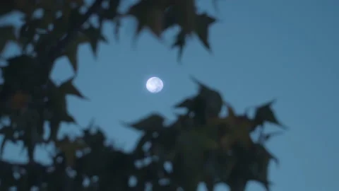 Full moon between tree branches at nightfall Stock Footage 185747549