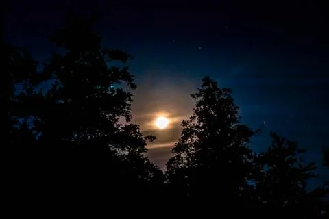 Full moon between trees in dark night Stock Photos