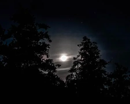 Full moon between trees in dark night Stock Photos