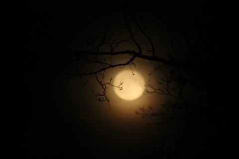 The full moon between  trees at night. Stock Photos