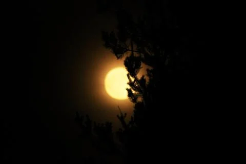 The full moon between  trees at night. Stock Photos