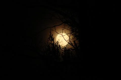The full moon between  trees at night. Stock Photos