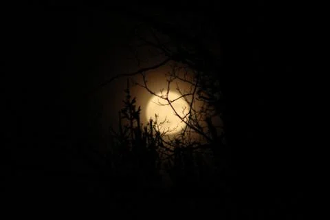The full moon between  trees at night. Stock Photos