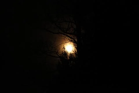 The full moon between  trees at night. Stock Photos
