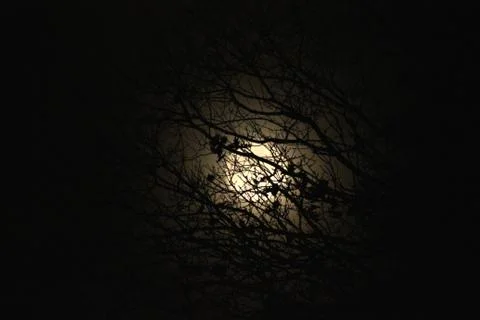 The full moon between  trees at night. Stock Photos