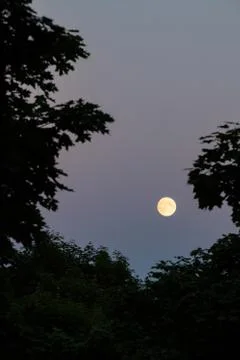 Full moon between trees Stock Photos
