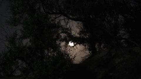 Full moon beyond silhouette of tree branches at night Stock Footage 295342622