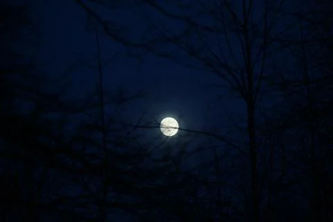 Full moon with clear sky behind branches Stock Photos