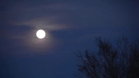 Full Moon in the Clouds - tree silhouette - time lapse Video stock 85301991