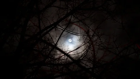 Full moon on a cloudy sky, viewed through the branches of trees Stock Footage 99117026