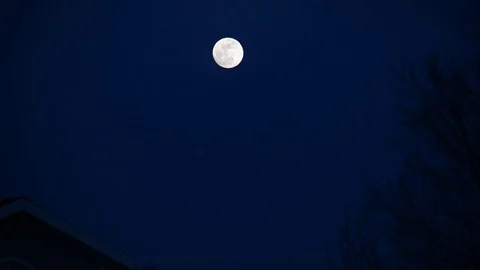 Full Moon in the Dark Blue Sky with Silhouette of Trees in the Wind Video stock 85301882