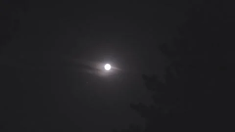 Full Moon, Dark Night Sky, And Pine Tree Silhouettes Video stock 306602502