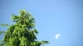Full moon in daylight HD Footage