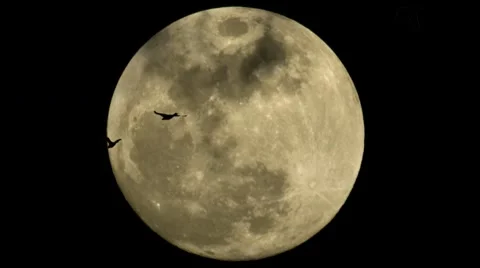 Full Moon Ducks Stock Footage 10688168