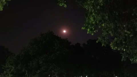 Full moon during a summer night with trees in the foreground Stock Footage 334276076