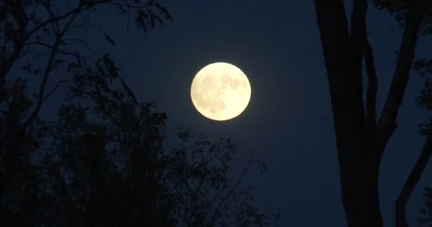 Full Moon at Dusk - Tree Branches in Foreground Stock Footage 97148425