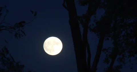 Full Moon At Dusk - Tree Branches In Foreground - Establishing Stock Footage 97149045