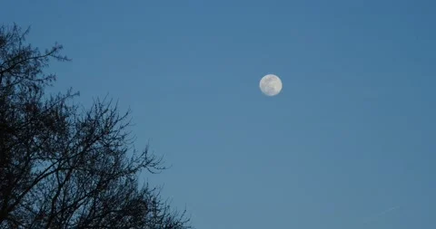 Full moon at dusk with trees in the foreground wide Stock Footage 234855571