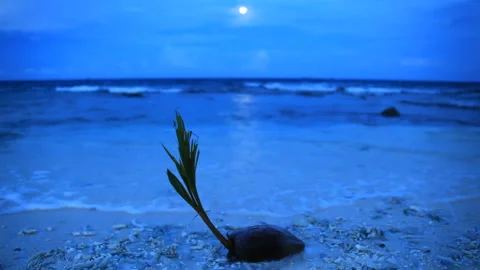 The Full Moon at Dusk, Waves Lapping at the Shore, and Coconuts Vídeo Stock 324921446