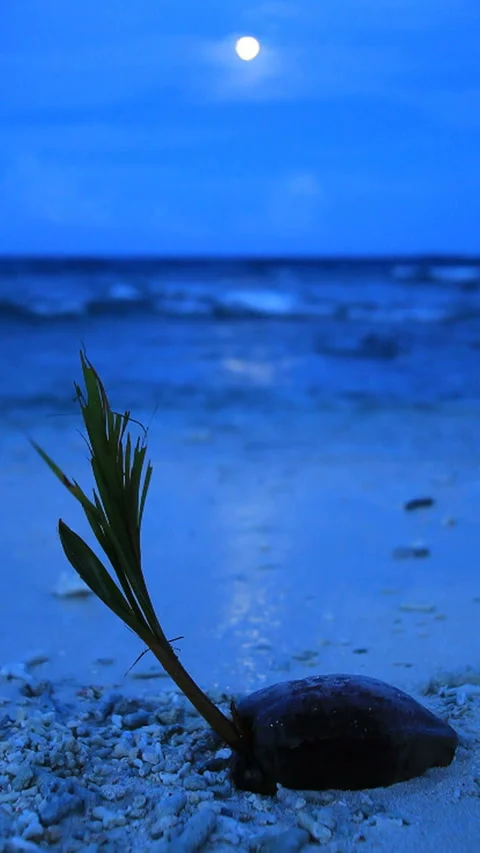 The Full Moon at Dusk, Waves Lapping at the Shore, and Coconuts Stock Footage 324921470