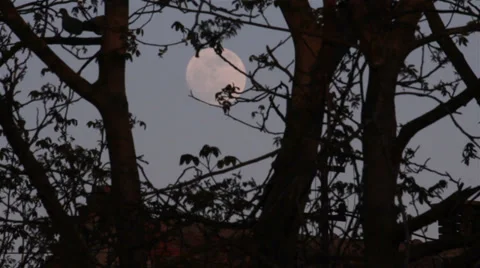 Full Moon Evening Stock Footage 30399071