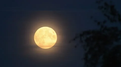 Full moon with flying greylag geese (Anser anser) Stock Footage 18008331
