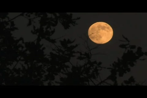 FULL MOON Stock Footage 157644
